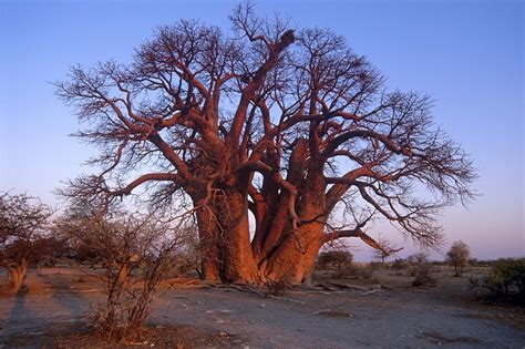 Baobab Trees In South Africa - Hluhluwe Game Reserve