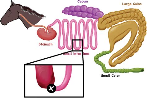 What Causes Horse Colic