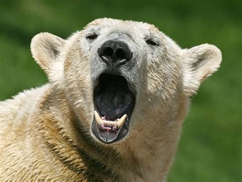 Polar Bear Teeth Stock Photos, Pictures & Royalty-Free Images - iStock