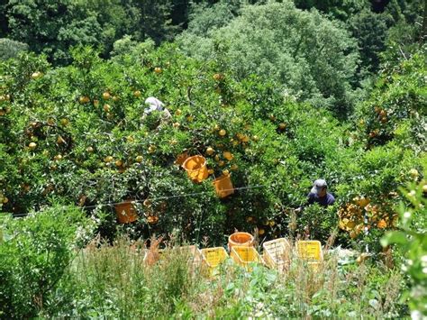 One-Straw Messenger: Larry Korn, author and natural farming advocate ...