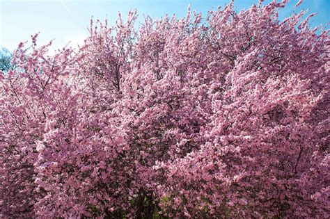 Purple Leaf Sand Cherry: Plant Care & Growing Guide