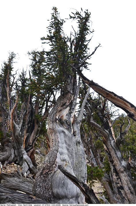 Methuselah Tree - Famous Bristlecone Pines