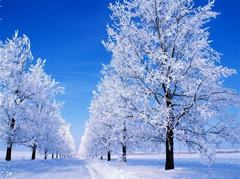 winter scenes | 1600x1200 Great Winter Snowy Scene desktop wallpapers ...