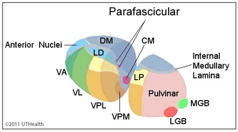 Neuroanatomie online: Lab 8 - Funcția motorie superioară - Nucleul ...