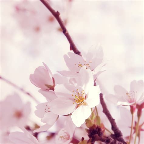 🔥 [50+] Peach Blossom Wallpapers | WallpaperSafari