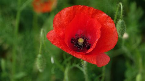 We will be closed on 25 April for Anzac Day. Lest We Forget. - Glenview ...