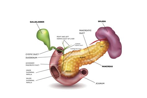 Spleen Anatomy and Function