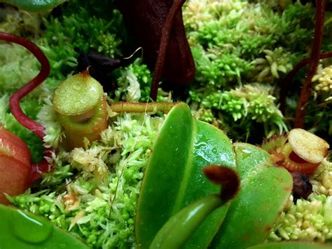 Nepenthes × kinabaluensis (villosa x rajah) cultivation notes and care ...