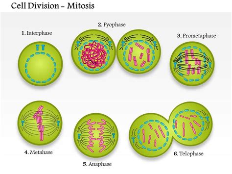 0814 Cell division mitosis Medical Images For PowerPoint | PowerPoint ...