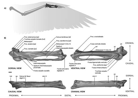 (a) Diagram of an articulated passerine left wing in ventral view with ...