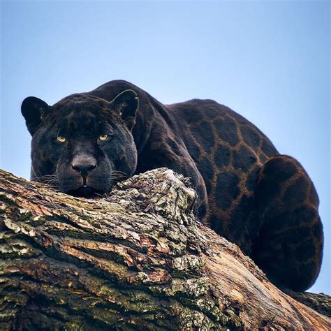 Adorable Rare Black Jaguar Cub Born at English Animal Sanctuary