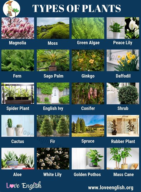 Kinds Of Plants Pictures And Names - Garden Plant