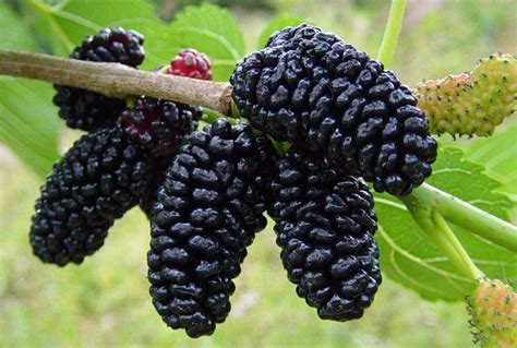 Dwarf Everbearing Mulberry Plant - Morus nigra - Sweet Fruit - 4" Pot ...