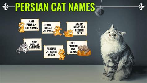 Persian Cat Names – 150+ Unique And Gorgeous Names With Meanings - Petmoo