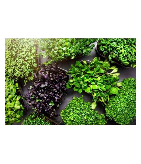 Joycity Microgreen Seeds Combo- Pack of 30 Variety Of Microgreens ...