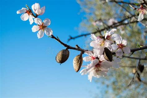 The Almond Tree Flowers With Branches And Almond Nut Close Up, Sunny ...