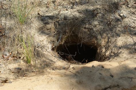 Gopher Tortoise Burrow | Project Noah