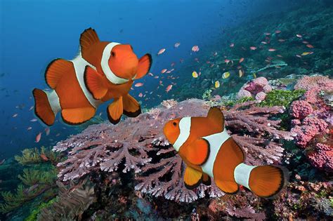 Pair Of Clownfish On Tropical Coral Reef by Jeff Hunter