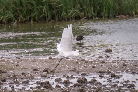 9th September 2020 – Severn Estuary – Martin's Bird Blog & Nature Photos