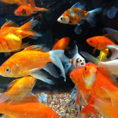 Goldfish | Goldfish, Colorful fish, Fish breeding