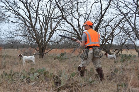 Bobwhite Quail Hunting Information & Guided Hunts in Texas | Schmidt ...