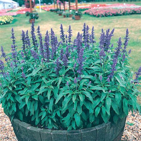 Send Salvia Farinacea Seeds - Victoria from Dobies