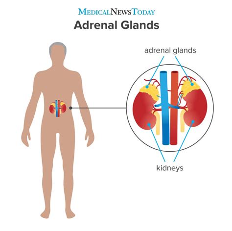 Adrenal gland: Function, hormones, and disorders