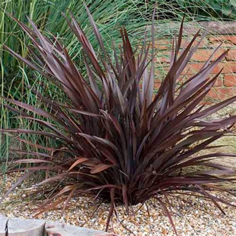 Bronze Baby New Zealand Flax | Phormium | Lively Root