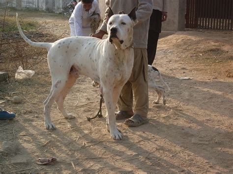 Bully Kutta dog breed all information and pictures dogmal