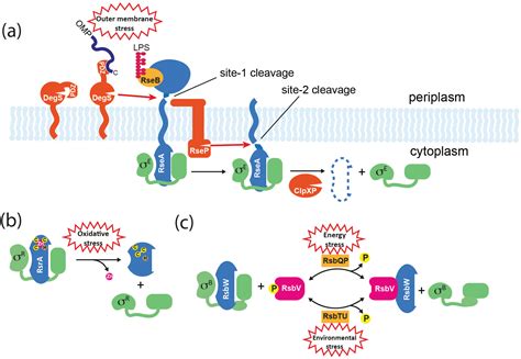 Biomolecules | Free Full-Text | Bacterial Sigma Factors and Anti-Sigma ...