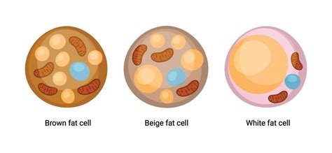 Types Of Adipose Tissue