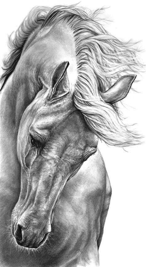 Horse Face Drawing at PaintingValley.com | Explore collection of Horse ...