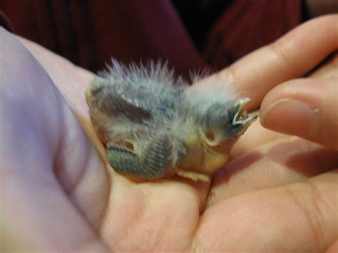 Gouldian Finch Hatching Eggs?