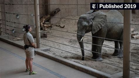 Zoos Called It a ‘Rescue.’ But Are the Elephants Really Better Off ...