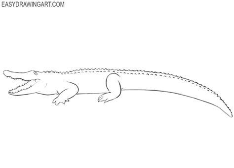 Discover 79+ sketch of a crocodile best - seven.edu.vn