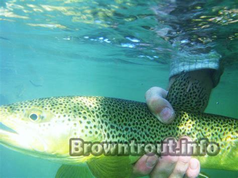 Brown Trout Facts – Troutster.com – Fly Fishing Tips and Tactics