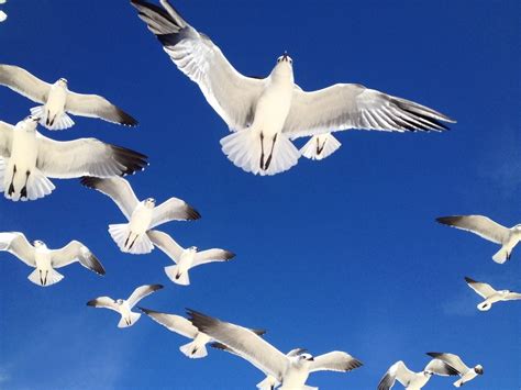 How Do Birds Fly? Answers to Common Questions About Birds - Birds and ...