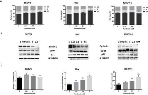 Effect phenformin on cell cycle progression and apoptosis in the OC ...