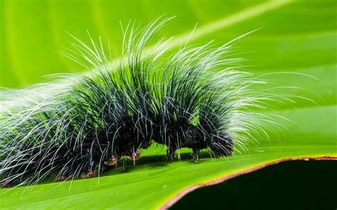 Download wallpaper 2560x1600 caterpillar, close-up, hair, leaf ...