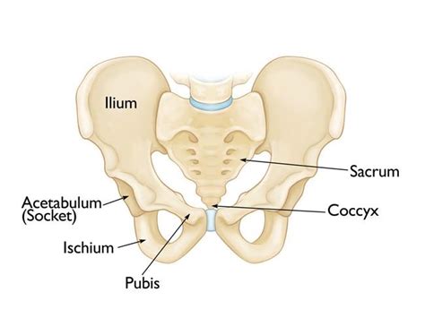 Anatomy Of Pelvic Bone - Human Anatomy