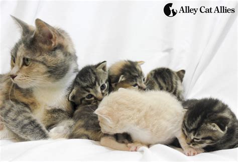 5 Ways to Help Mother Cats This Mother's Day (And Every Day) | Alley ...