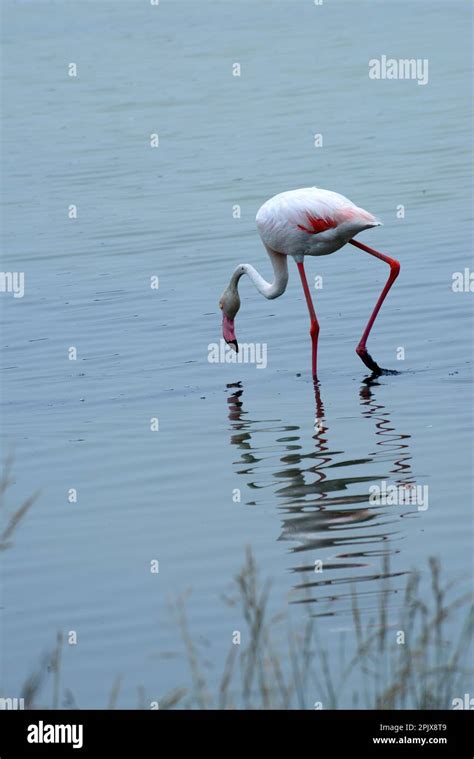 The real stars of the Cervia Salt Pans are the over 5,000 elegant pink ...