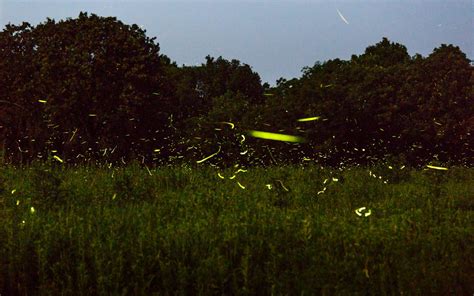 Firefly Fireworks - Sean Fitzgerald Photography