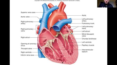 Heart Septum Structure And Function