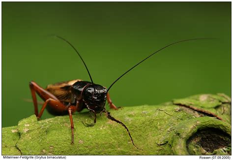 Gryllus bimaculatus - Alchetron, The Free Social Encyclopedia