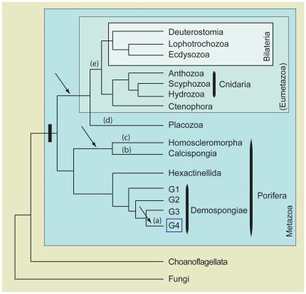 A phylogeny of Metazoa adapted from Philippe et al 2009 which considers ...