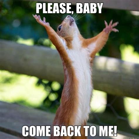 PLEASE, BABY COME BACK TO ME! - Pleading Squirrel - quickmeme