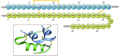 Insulin: The King molecule.