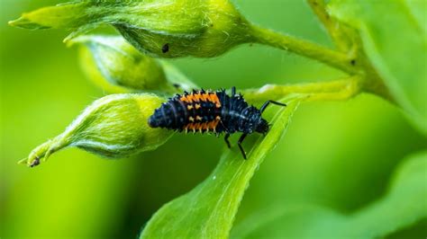 Why You Should Consider Using Ladybug Larvae In Your Garden