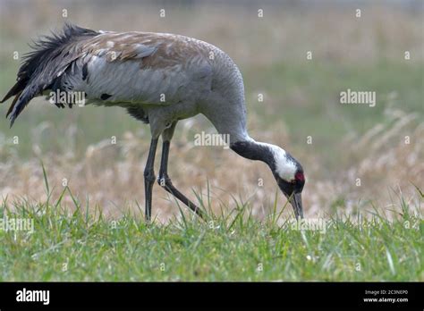 Common crane, big grey bird Stock Photo - Alamy